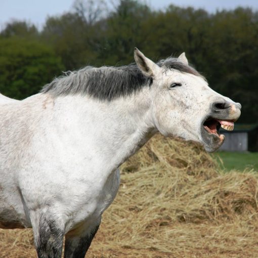 Paarden